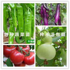 茄子苗辣椒黄瓜丝瓜南瓜莴笋西红柿矮生番茄葫芦田七向日葵蔬菜苗