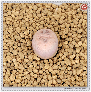 【仙人杏花村】丑娥,翠娥 一物一拍植物 番杏 多肉 生石花 肉锥