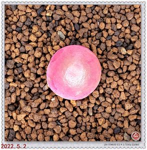 【仙人杏花村】灯泡 一物一拍 番杏植物 多肉 枝干 生石花 肉锥