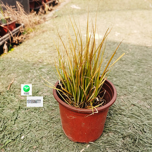 花镜植物 凤凰绿苔草盆栽 观赏草耐热耐寒观赏草 庭院 棕红苔草