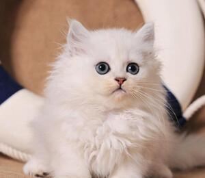 金吉拉活体猫屋金吉拉幼猫cfa注册银色金吉拉猫长毛猫