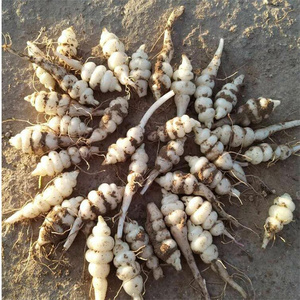 螺丝菜种子宝塔菜种子地牯牛种苗大田甘露子根苗地环地参蔬菜种子