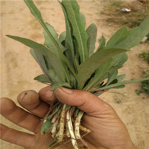 曲麻菜种子苦菜野生曲曲菜籽苣荬菜春秋苦荬菜四季播家庭野菜菜籽