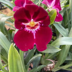 红色米尔特兰 3寸洋兰盆(刚开始紫红后期大红)