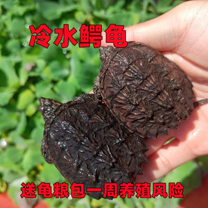 鳄鱼龟北美小鳄龟鳄龟苗爆刺凶猛杂佛食用肉龟宠物家养小乌龟包活