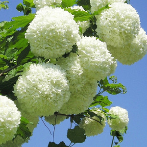 木本绣球树苗中华木绣球大花斗球麻球室内外庭院盆栽地栽耐寒花卉