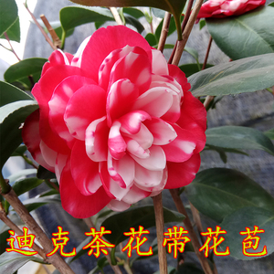 迪克复色稀有大花径茶花室内盆栽带花苞红白相间福建龙岩珍贵茶花