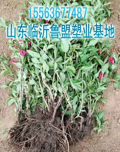 红王子锦带绿化工程苗五彩锦带树苗庭院绿篱盆栽花苗红王子锦带苗