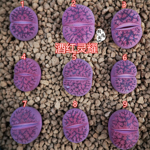 生石花紫