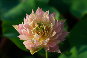 南京艺莲苑 碗莲种藕小型荷花【羽裳】橙色重瓣丰花特价活动