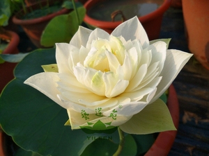 水生花卉 南京艺莲苑 碗莲 小型荷花【玉碗13】种藕 白色 重瓣