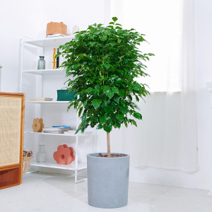 室内客厅植物大型绿植真花好养落地盆栽北欧幸福树单杆绿宝无锡送