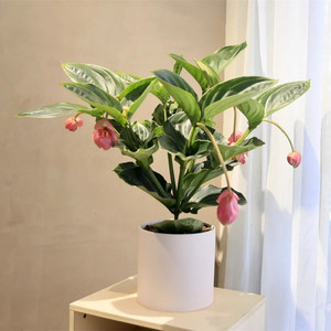 宝莲灯花盆栽带花苞年宵花卉冬季过年乔迁送人高端绿植无锡同城送