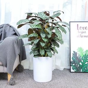 新飞羽竹芋室内大盆栽植物北欧客厅净化空气绿植搬家乔迁落地无锡