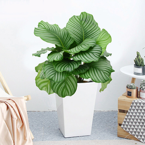 青苹果竹芋超大盆栽会议室绿植北欧植物室内客厅好养无锡同城配送