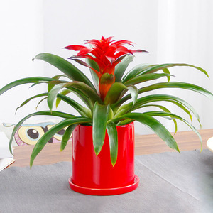 美观赏开门红鸿运当头盆栽红星凤梨植物开业乔迁送人观花无锡同城