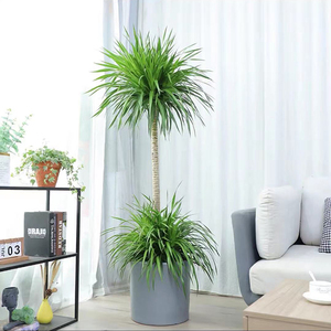 网红龙须铁老桩多头造型龙血树会议室绿植客厅花卉植物落地无锡送