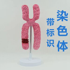染色体模型 细胞有丝分裂 减数分裂遗传物质性别基因载体23对生物