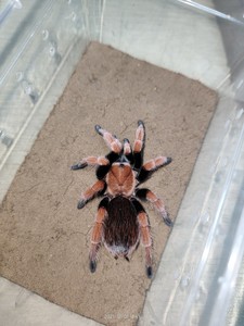 墨西哥aph血脚颜色高级应该温顺宠物蜘蛛幼苗