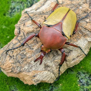 昆虫活宠物小型