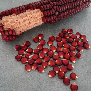 王小帮老品种红玉米粒 非转基因玉米农家自留老种子玉米粒