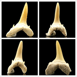 h4天然巨齿鲨鲨鱼牙齿化石标本盒 真牙齿diy吊坠原石辟邪完整度高