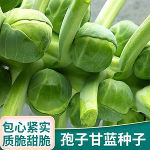青皮孢子甘蓝种子迷你小包心菜四季阳台盆栽高产橄榄蔬菜狍子籽