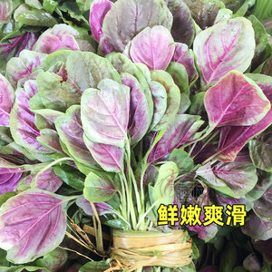 红苋菜种子四季播阳台盆栽庭院蔬菜种子青苋菜花叶苋菜孑红苋菜籽