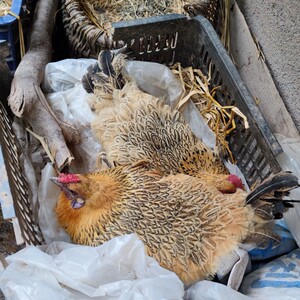 万源鸡-淘宝拼多多热销万源鸡货源拿货 - 阿里巴巴货源