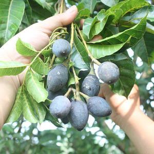 黑橄榄果新鲜广西