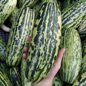 福建漳州菜瓜脆瓜水果现摘特产直销生吃无糖烧瓜花皮脆非玉女甜瓜