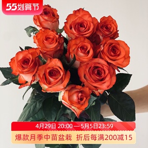 惠惠的花园 雅西卡(切花胭脂扣) 红白复色直立月季花苗盆栽绿植