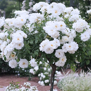 惠惠的花园纯白月季直立冰山多季勤花好养露台盆栽花园庭院地栽植