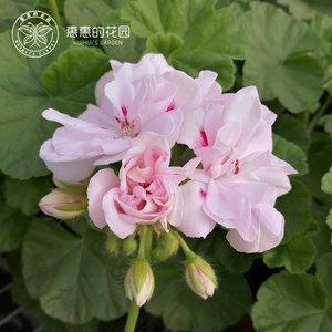 惠惠的花园直立天竺葵红桃k(香港小姐)阳台庭院花卉植物盆栽苗