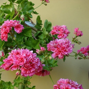 天竺葵粉红地图