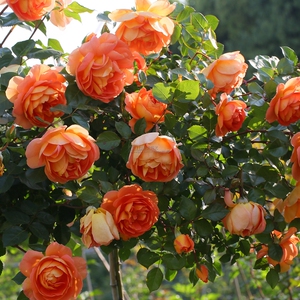 惠惠的花园 直立英国灌木月季 帕特奥斯汀 大花四季开花浓香月季