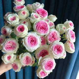 惠惠的花园直立月季 冰淇淋 双色花耐开花期长阳台庭院盆栽花卉