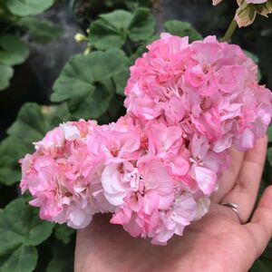 惠惠的花圃 直立天竺葵 鸽子 花苗 四季开花庭院阳台花卉