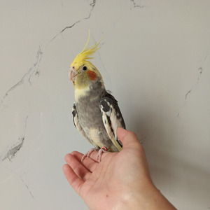 鹦鹉活体鸟玄风会说话黄化珍珠原始金头派特青年鸟包繁殖特色大头