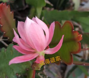 进口 令箭荷花 (编码8)江南小粉 15~~20厘米枝条