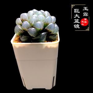 富强花卉特大蓝镜玉露多肉12卷属硬化萝卜根多肉植物组合盆栽
