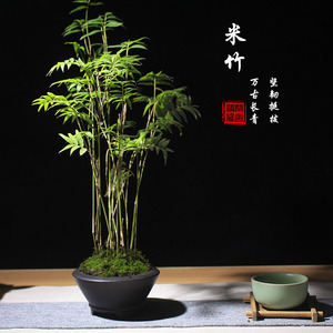 米竹凤尾竹办公室书房茶几桌面小盆栽绿植紫砂禅意盆景观赏竹盆栽