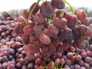 新鲜水果澳洲无籽葡萄无籽露无籽红提提子新鲜9斤装16斤装限北京