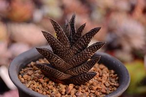 哥斯拉 硬叶十二卷多肉植物 一物一拍 妞妞的小花圃