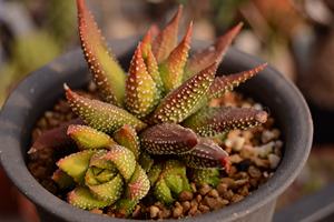 【十二指多肉】十二指多肉品牌,价格 - 阿里巴巴