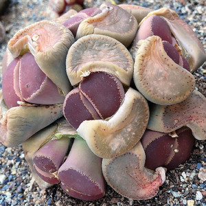 直播间多肉植物生石花肉锥一物一拍 日轮绿紫薰