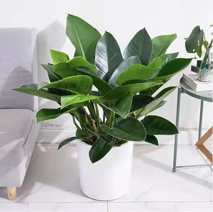 大叶金钻四季常青植物花苗大型绿植盆栽室内客厅桌面卧室观叶花卉