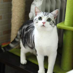 【兰猫坊】cfa银虎斑加白美国短毛起司猫超大绿眼 可上门借配配种