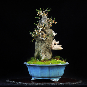梅花古桩盆景