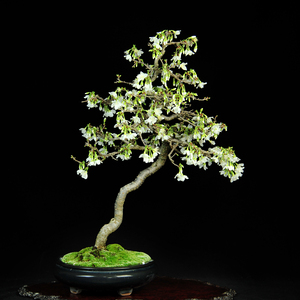 日本进口樱花盆景